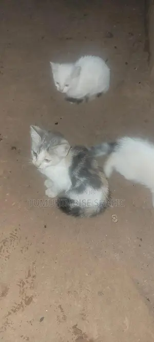 3-6 months Female Mixed Breed British Shorthair