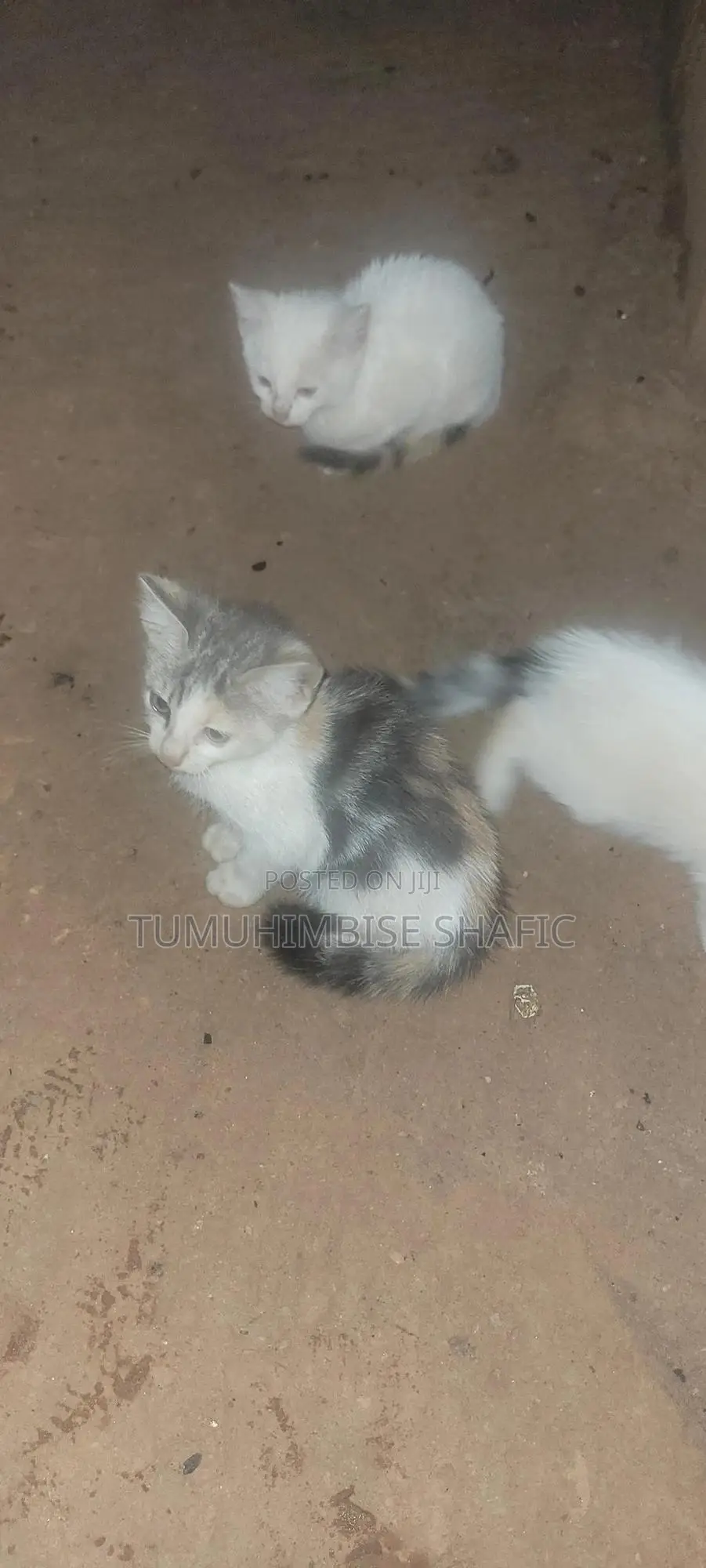 3-6 months Female Mixed Breed British Shorthair