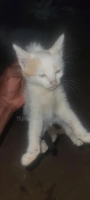 3-6 months Female Mixed Breed British Shorthair