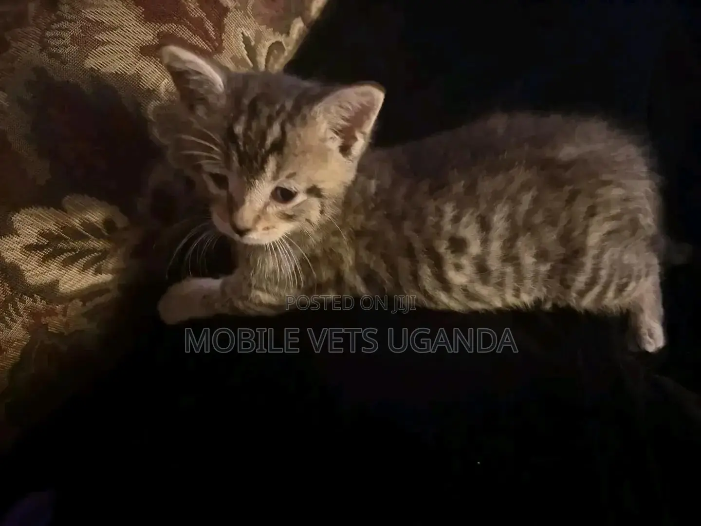 1-3 months Male Purebred Bombay