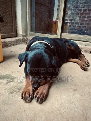 1+ year Female Purebred Boerboel