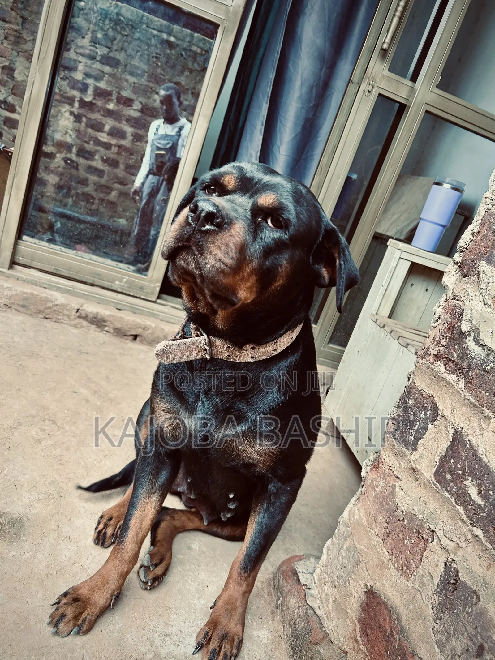 1+ year Female Purebred Boerboel