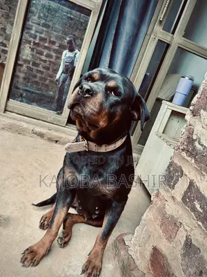 1+ year Female Purebred Boerboel