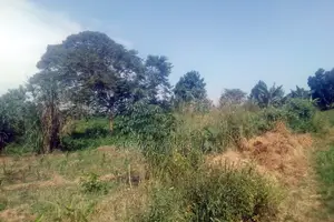 33 Acres of Cammercial Land Is on Sale at 120m in Kasayi Road, Mukono