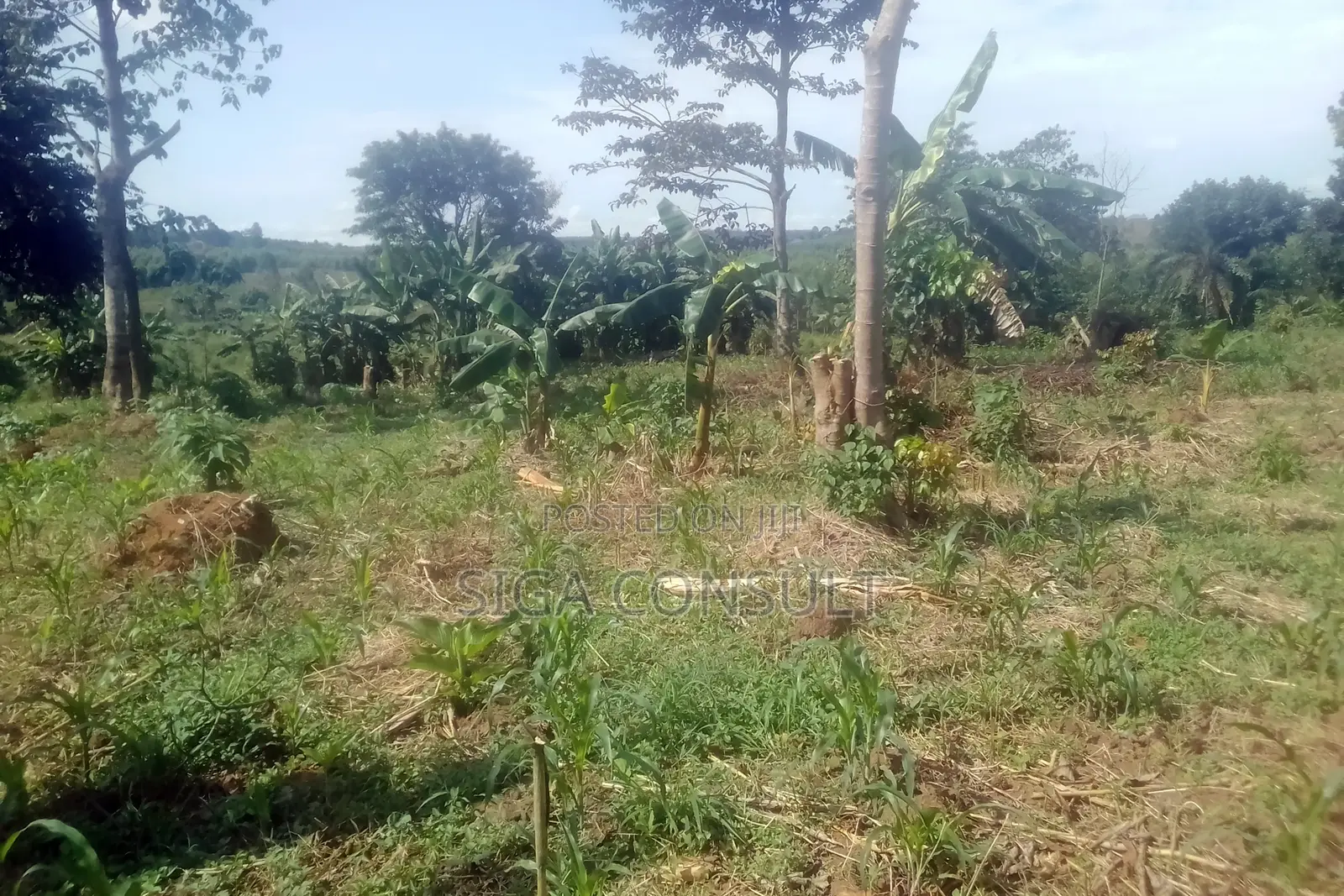 33 Acres of Cammercial Land Is on Sale at 120m in Kasayi Road, Mukono