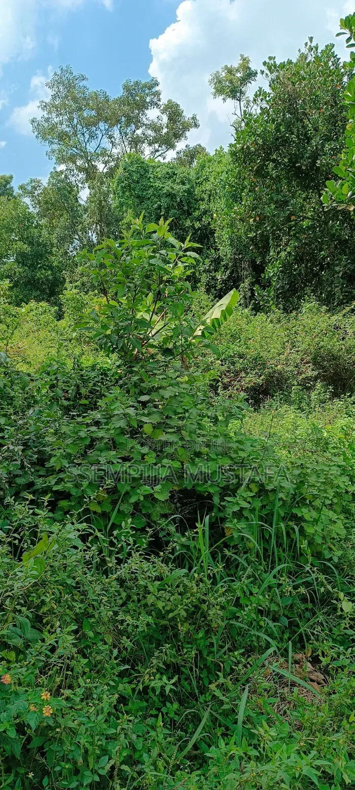 Plots/Land for Sale
