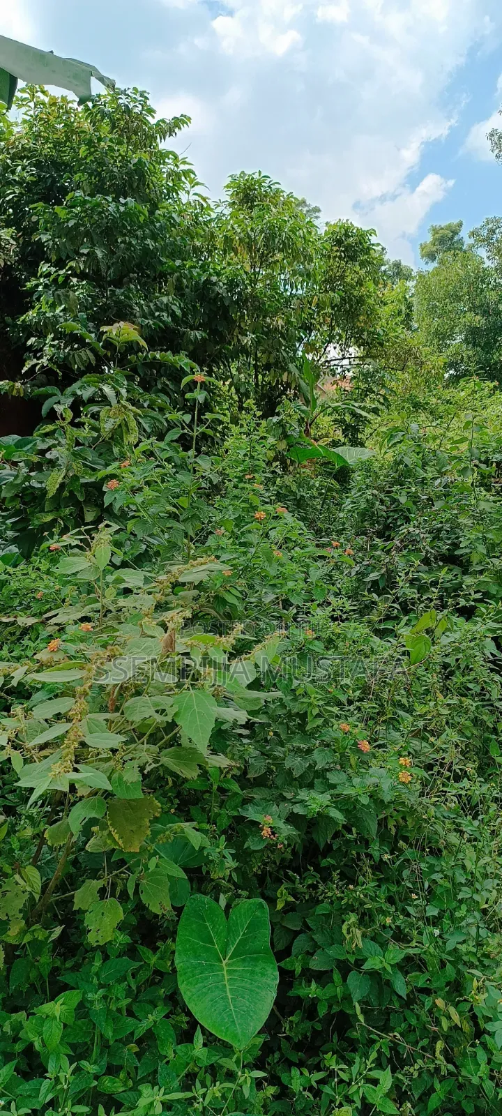 Plots/Land for Sale