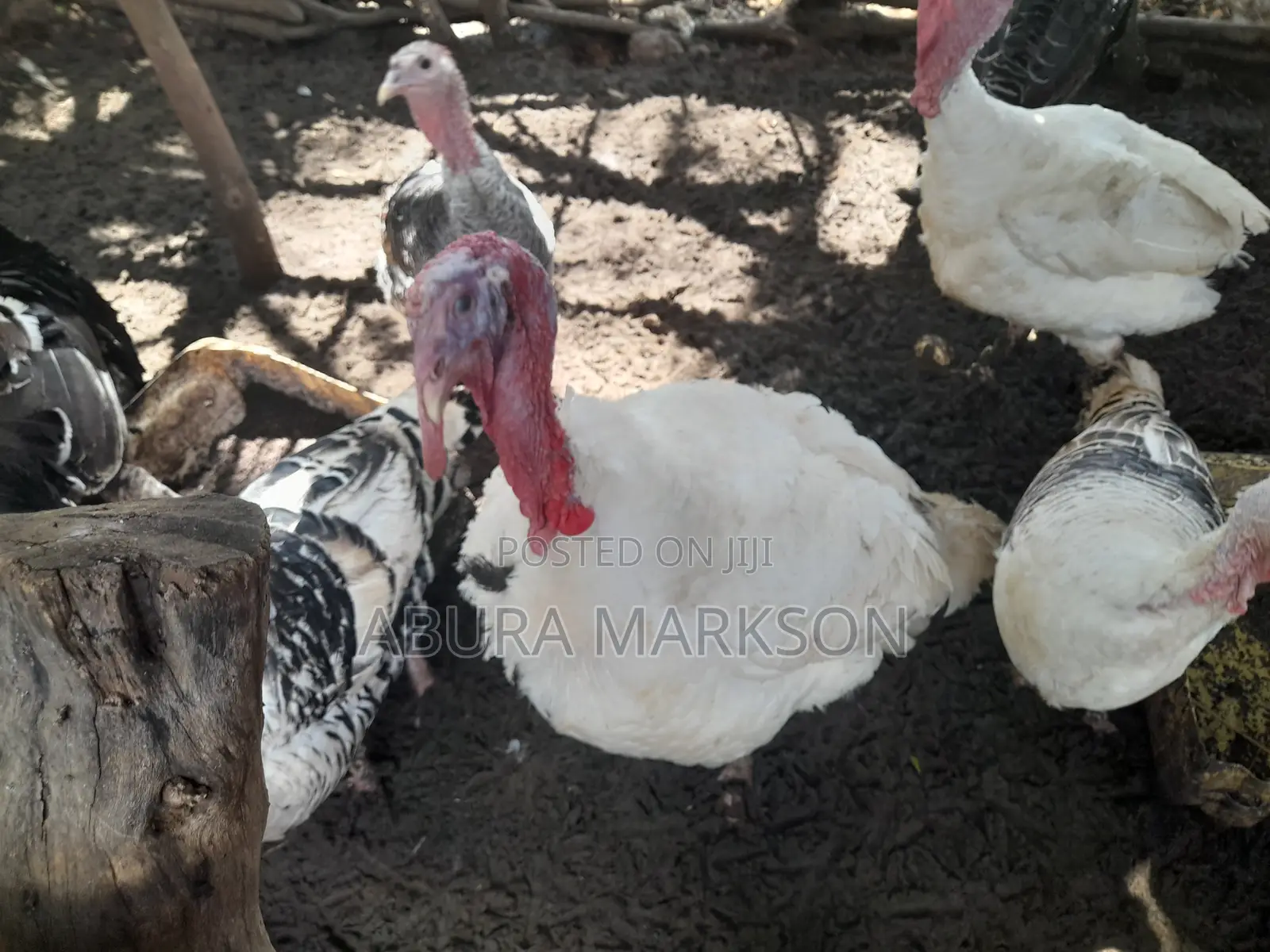 Buy Mature Turkeys