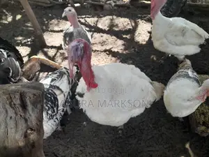 Buy Mature Turkeys