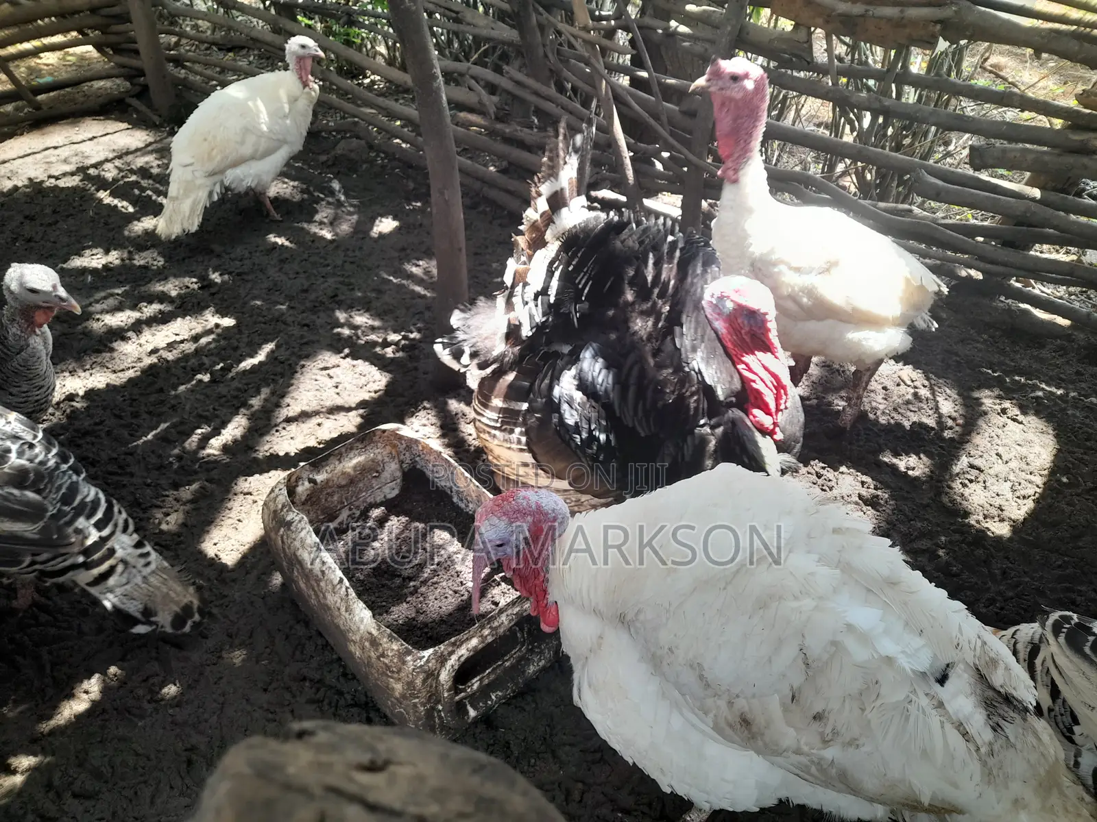 Buy Mature Turkeys