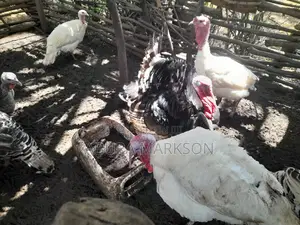 Buy Mature Turkeys
