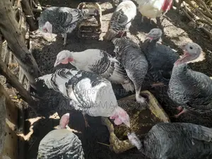 Buy Mature Turkeys