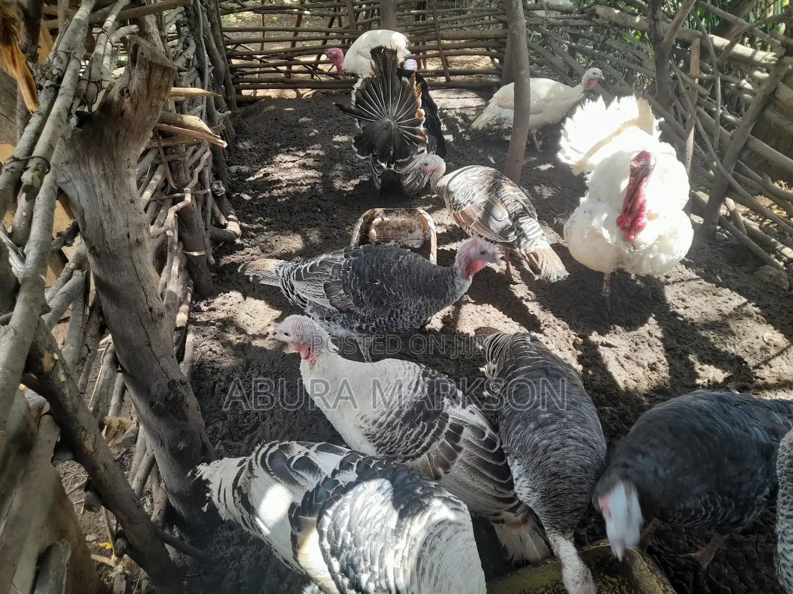 Buy Mature Turkeys