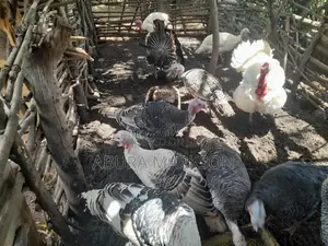 Buy Mature Turkeys