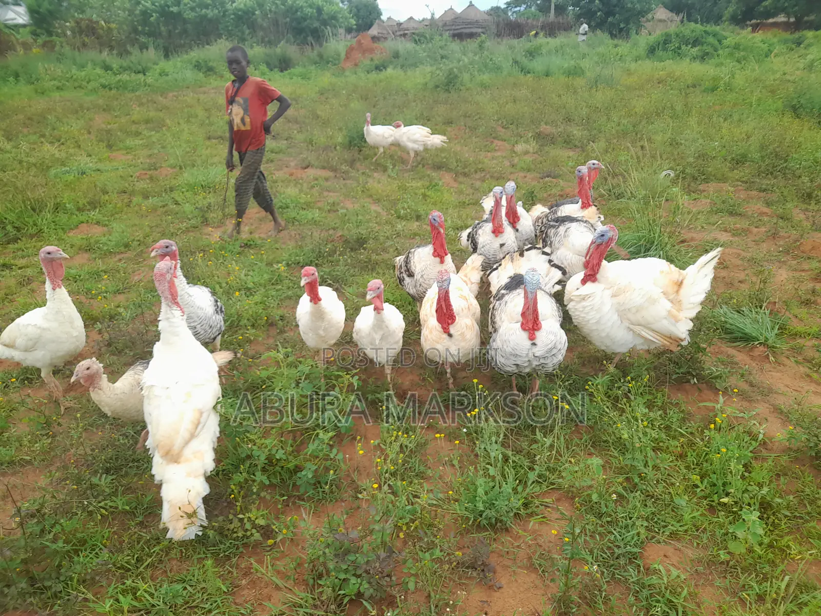 Buy Mature Turkeys