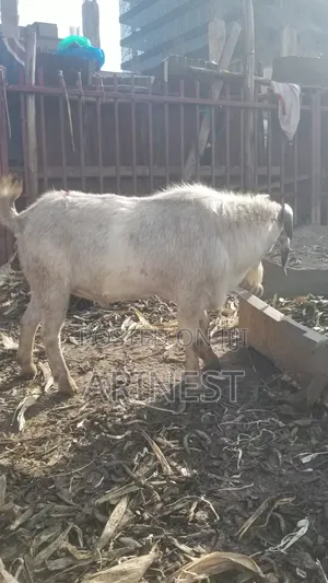 Big Male About 60kgs