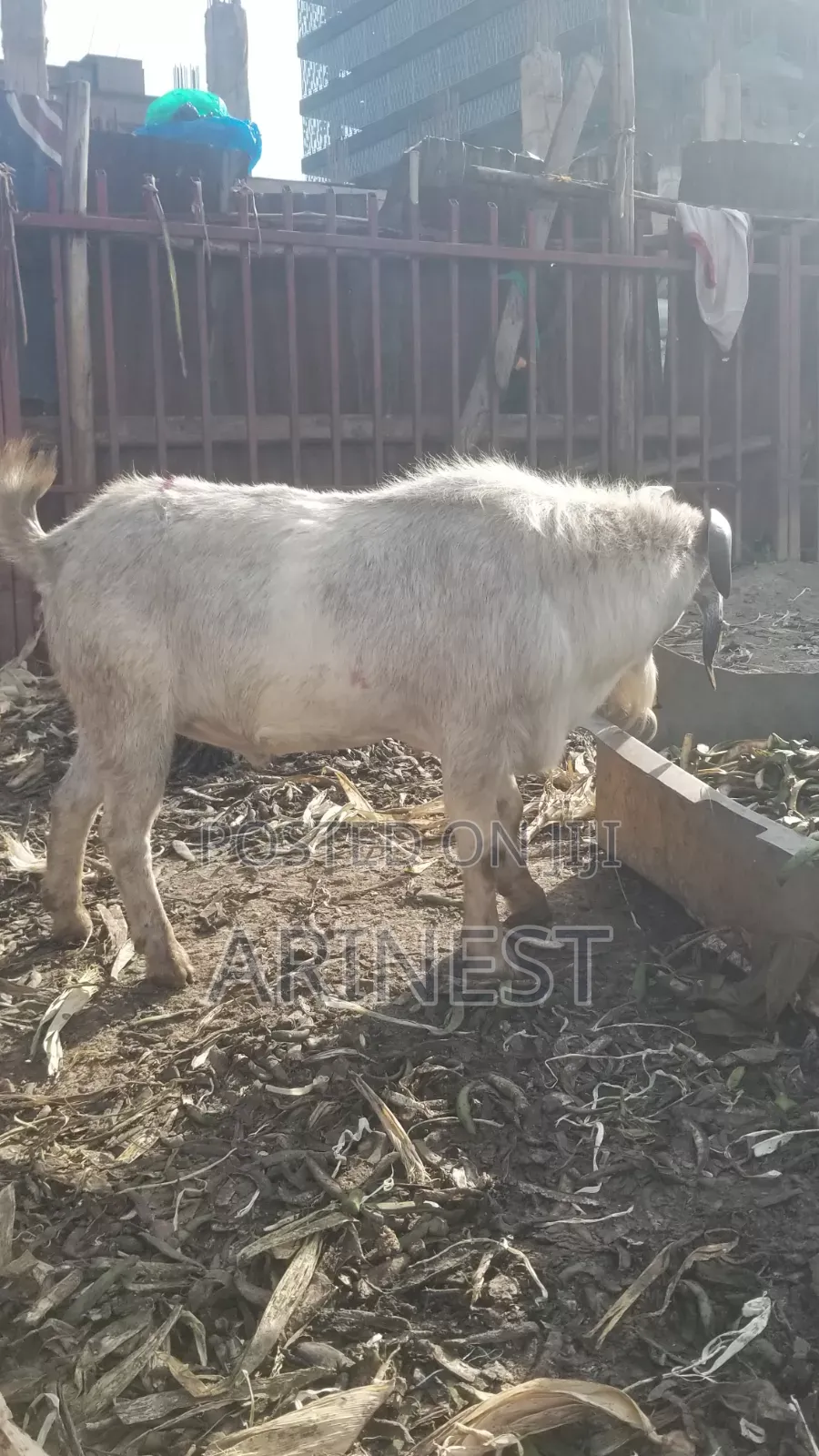 Big Male About 60kgs