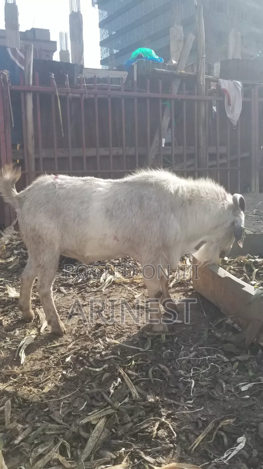 Big Male About 60kgs