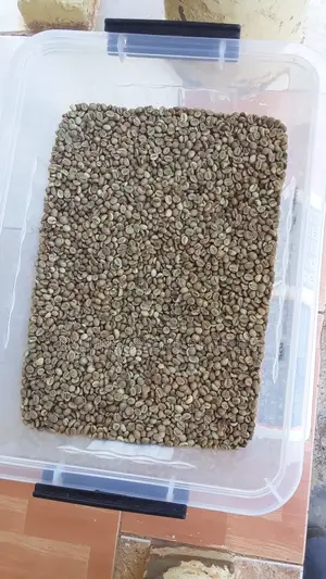Pure Robusta Coffee