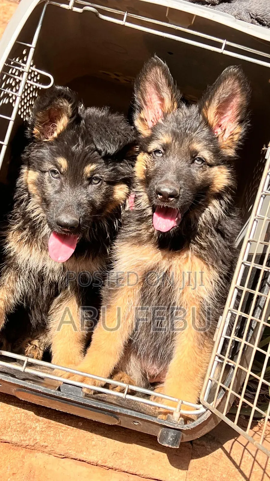 1-3 months Male Purebred German Shepherd