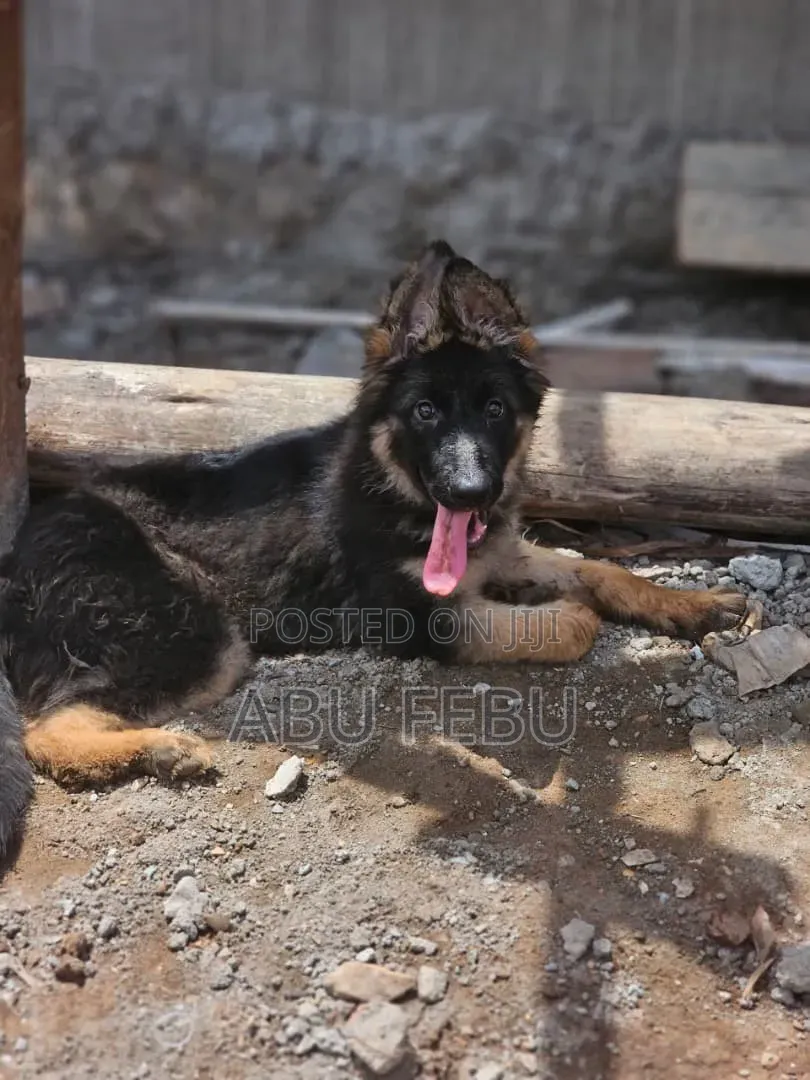1-3 months Male Purebred German Shepherd