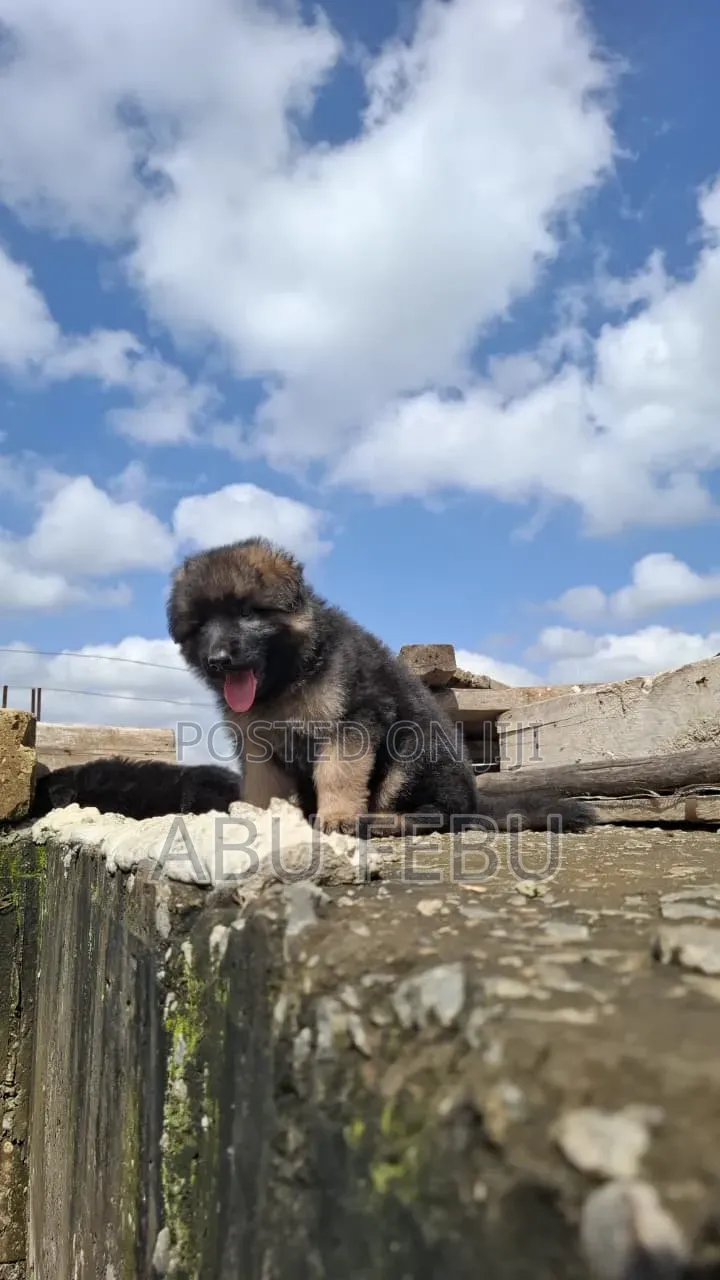 1-3 months Male Purebred German Shepherd