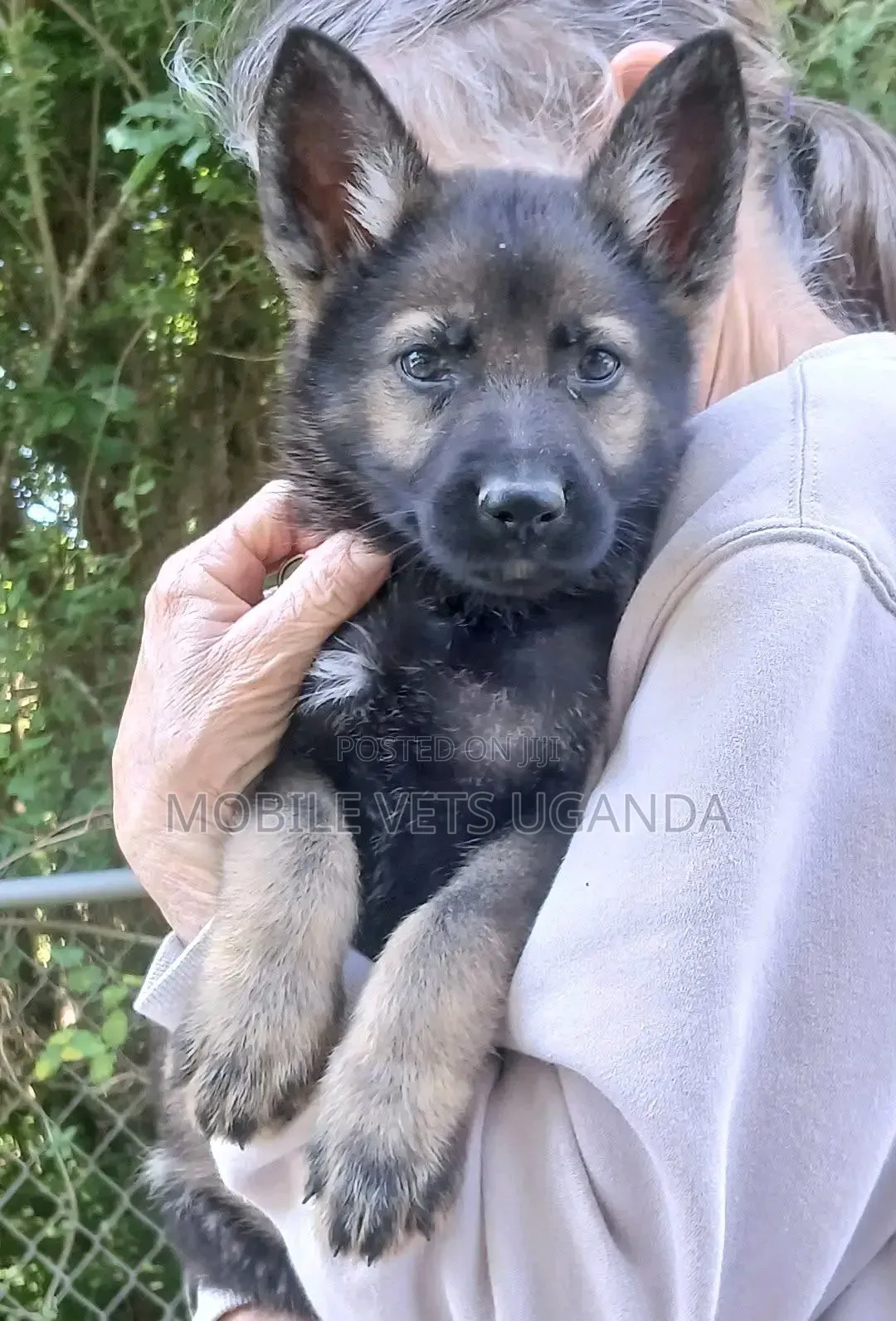 1-3 months Male Purebred German Shepherd