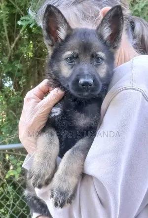 1-3 months Male Purebred German Shepherd