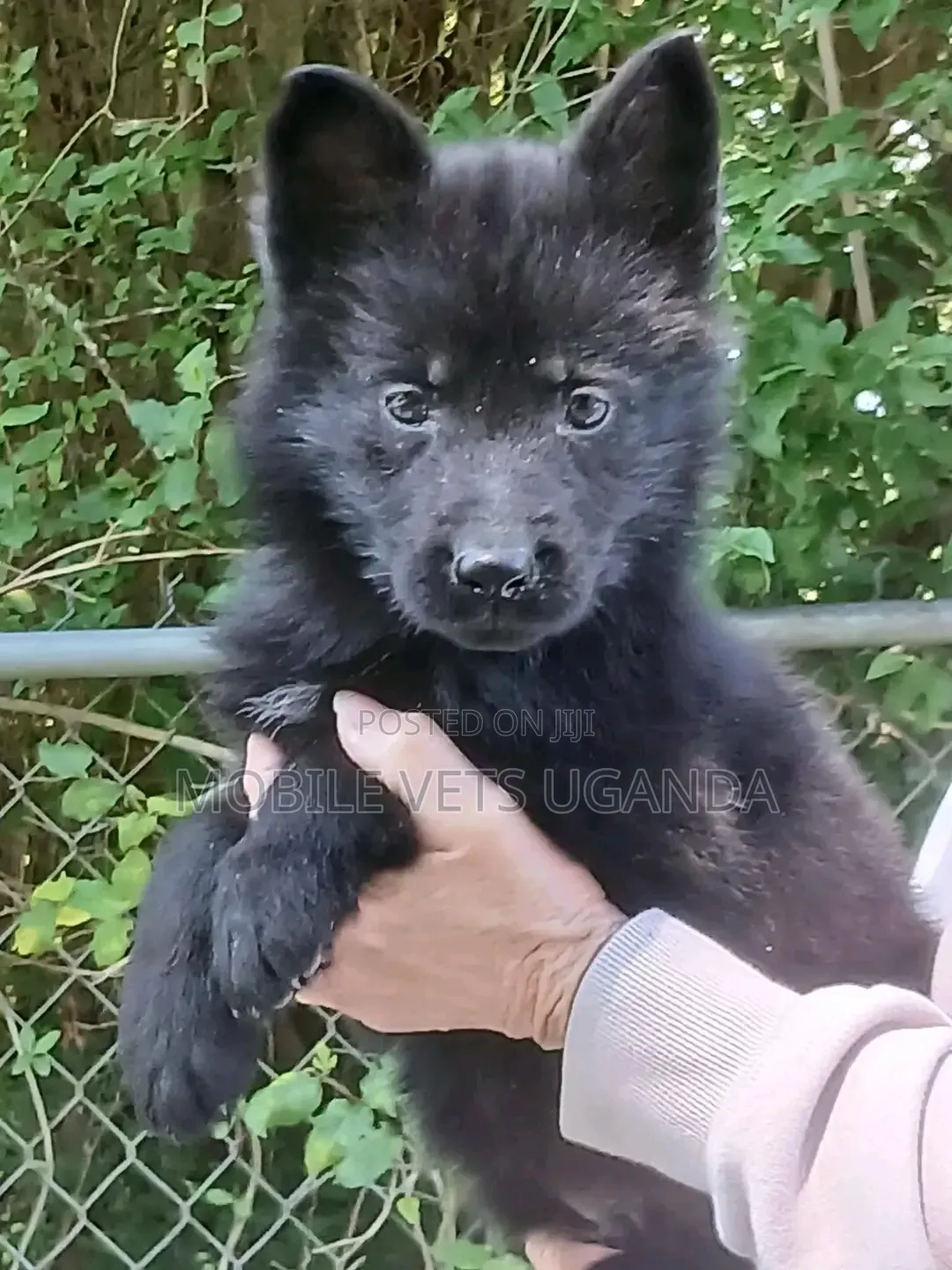 0-1 month Male Purebred German Shepherd