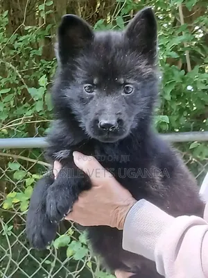 0-1 month Male Purebred German Shepherd