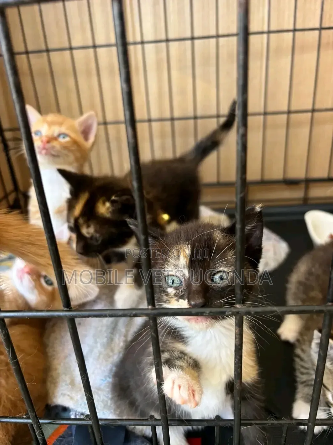 0-1 month Male Purebred Ocicat