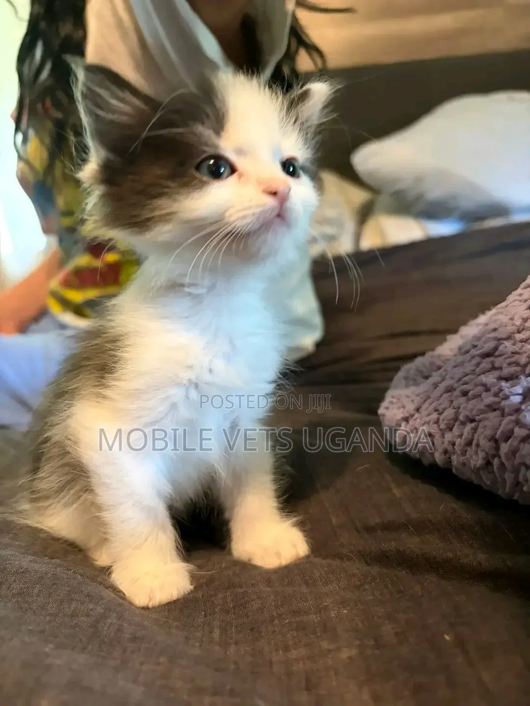 1-3 months Male Purebred Abyssinian