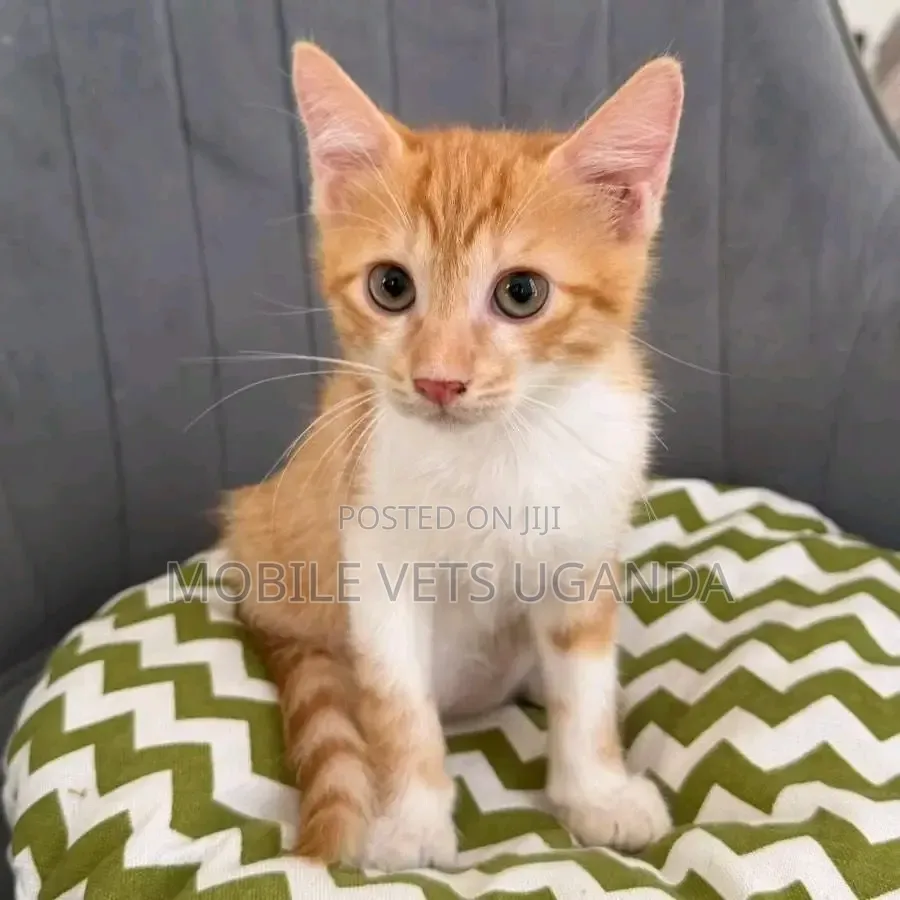 0-1 month Male Purebred Devon Rex
