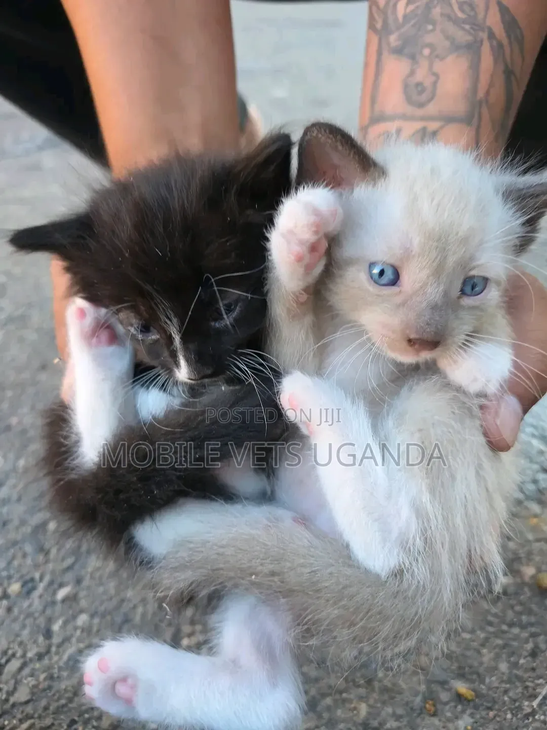 0-1 month Female Purebred Tabby