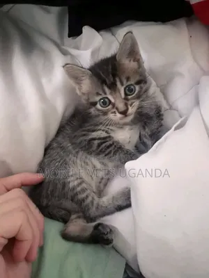 1-3 months Male Purebred American Bobtail