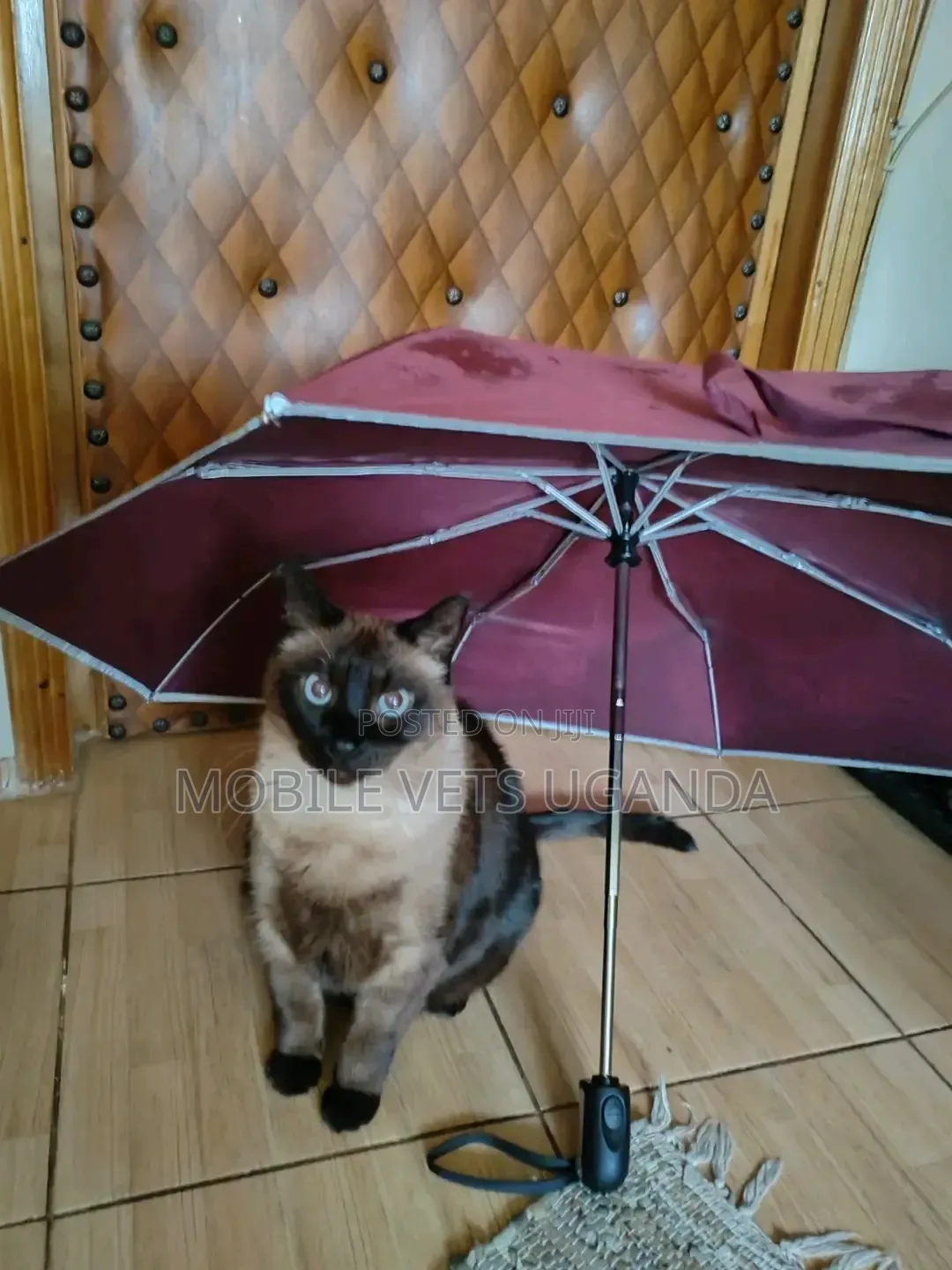 1-3 months Male Purebred Ragdoll