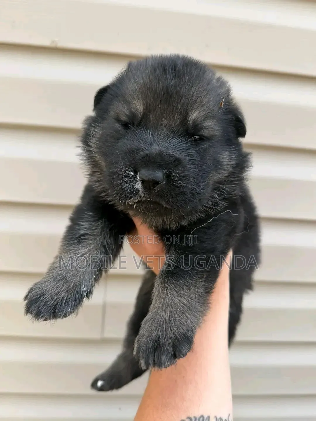 1-3 months Male Purebred German Shepherd