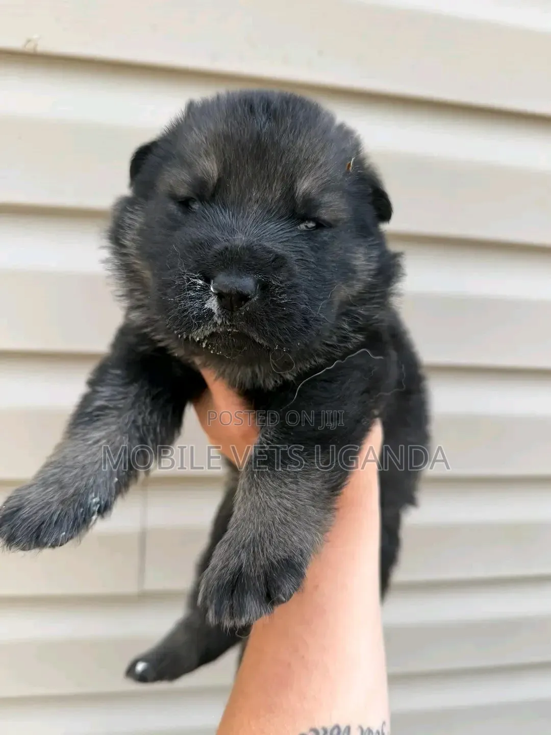 0-1 month Female Purebred German Shepherd