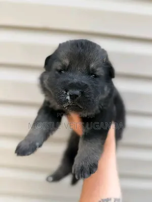 1-3 months Female Purebred German Shepherd