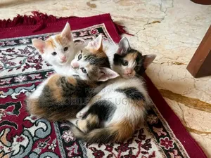 0-1 month Female Purebred American Wirehair