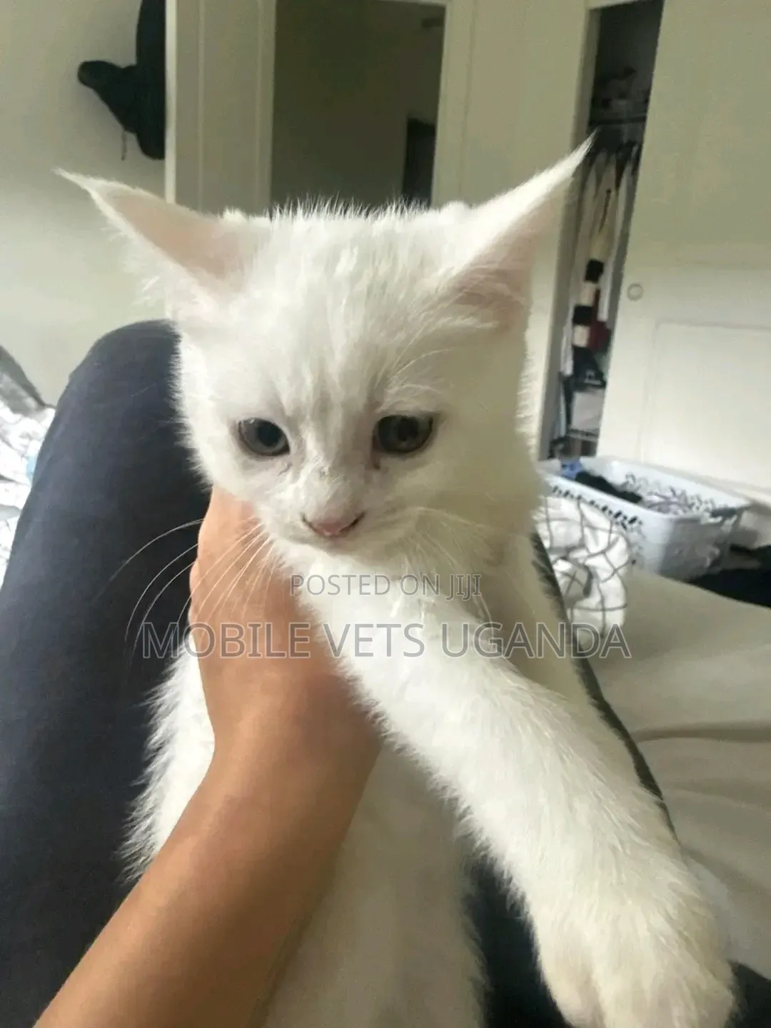 3-6 months Male Purebred LaPerm