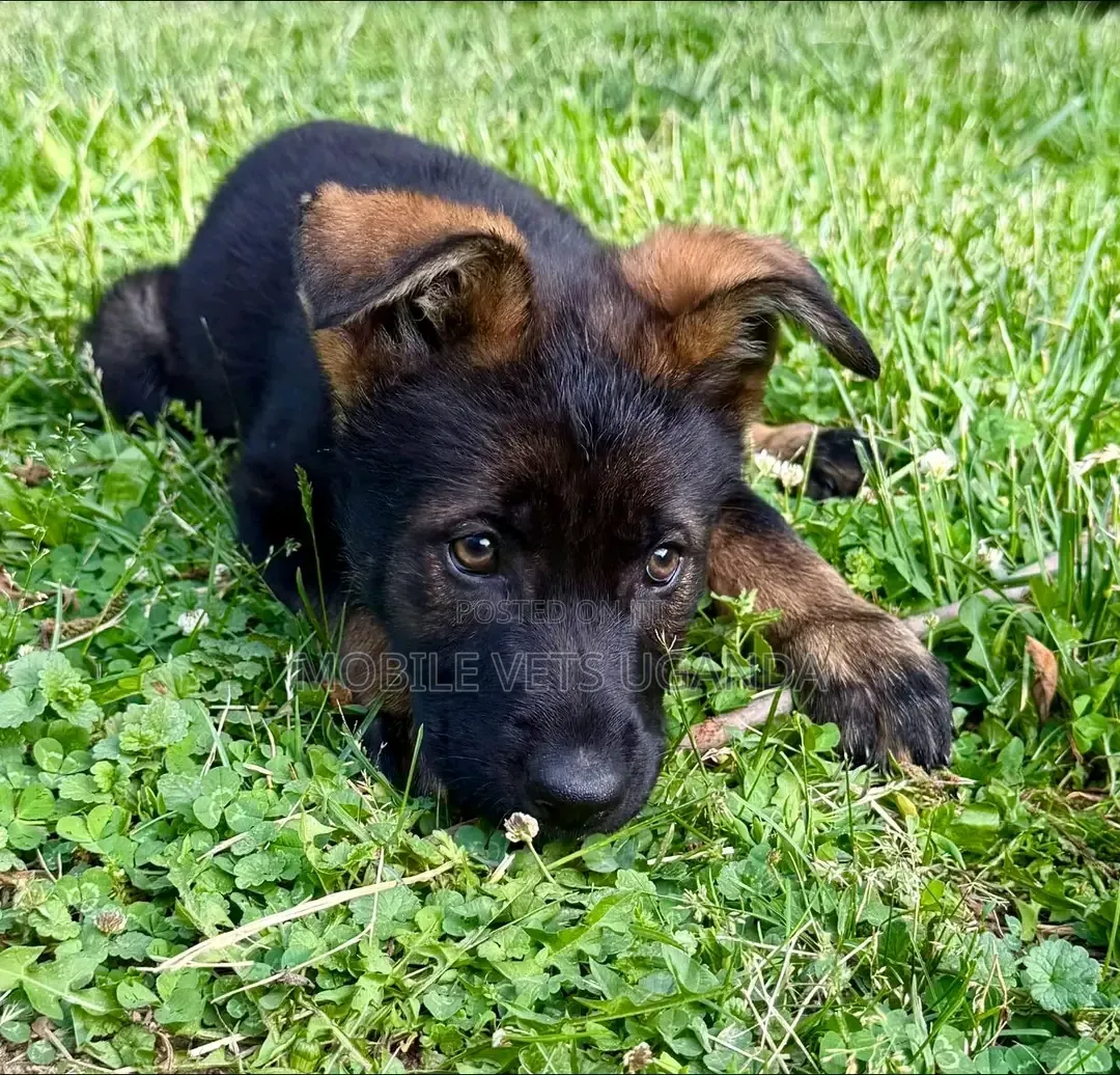1-3 months Female Purebred German Shepherd