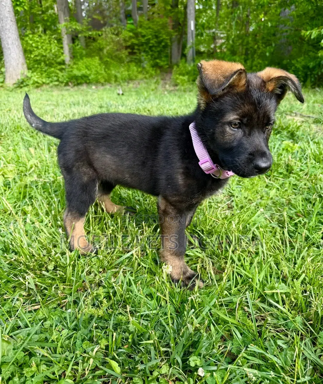 0-1 month Female Purebred German Shepherd