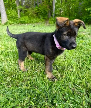 0-1 month Female Purebred German Shepherd