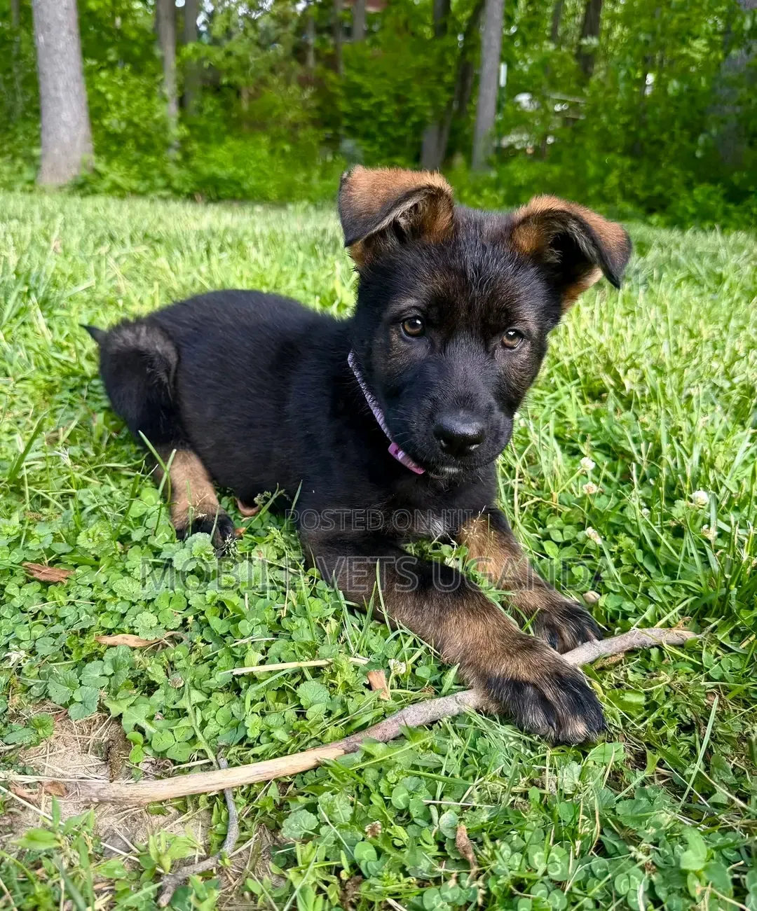 1-3 months Male Purebred German Shepherd