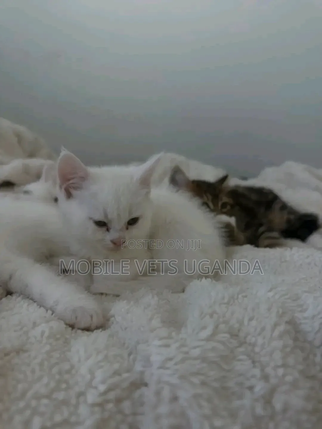 3-6 months Female Purebred Sphynx
