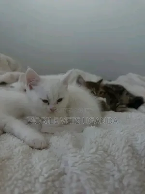 3-6 months Female Purebred Sphynx