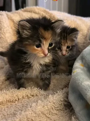 0-1 month Male Purebred American Wirehair