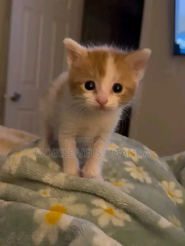 1-3 months Female Purebred Colorpoint Shorthair