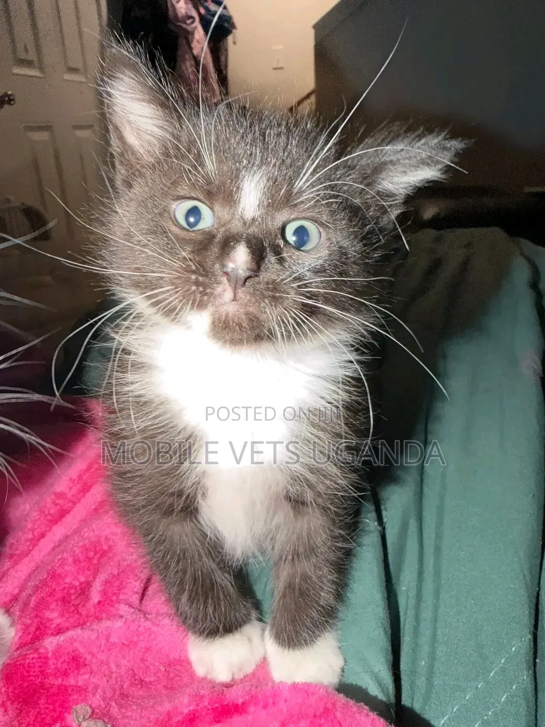 1-3 months Male Purebred Oriental